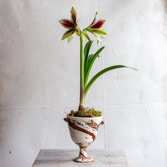 Marbleized Cup #1103