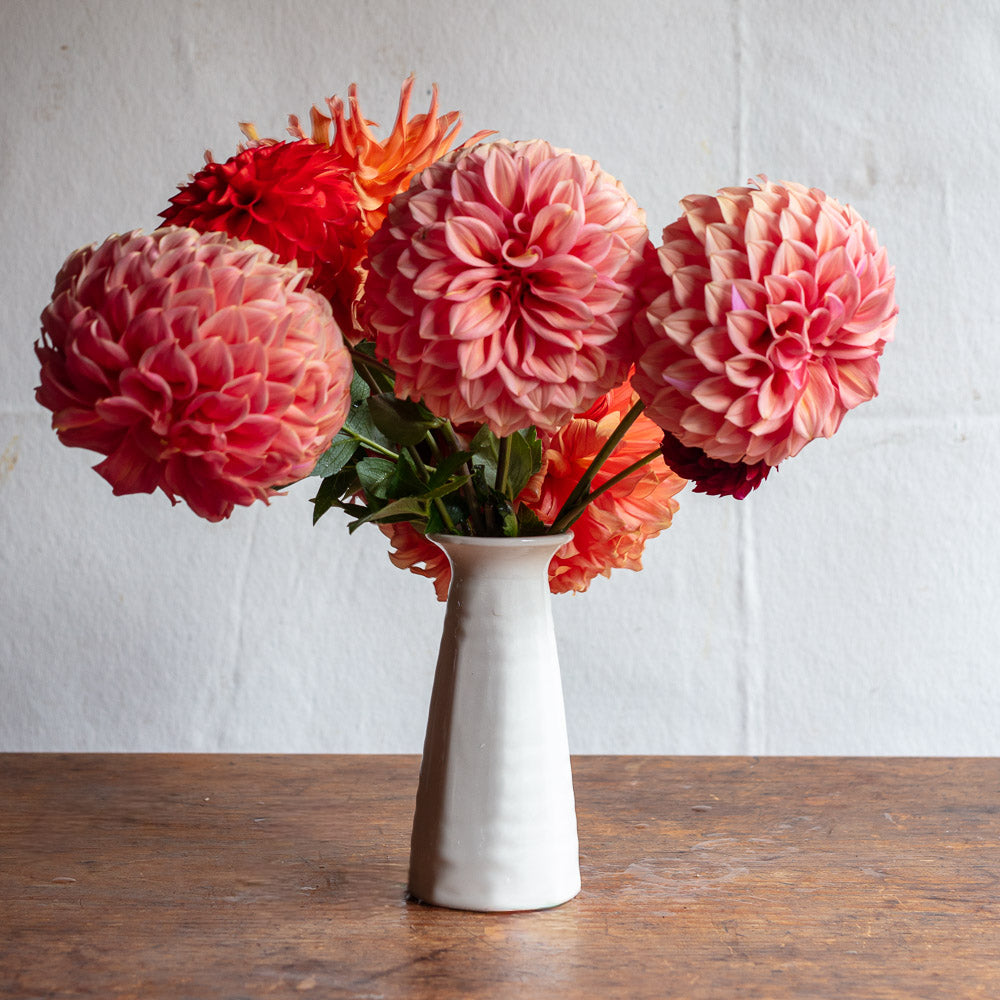 Cirrus Bud Vases